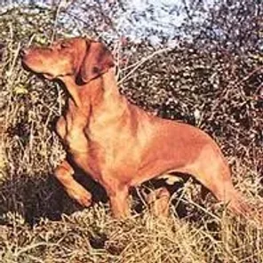 Portuguese Pointer