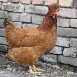 Sambor Crested