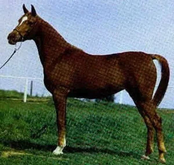 RG SHERIFA