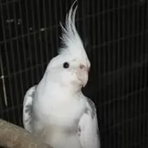 White Faced Cockatiel