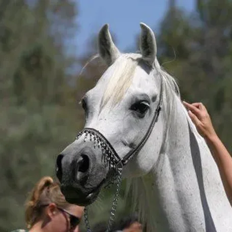 Om El Benedict
(*Sanadik El Shaklan × Om El Beneera)
Grey Mare, Born 1996