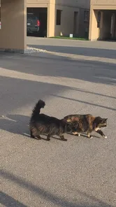 Idaho Dumpster Cats