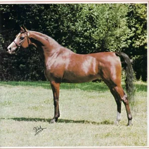 RDM MOON GYPSY