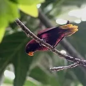 Pohnpei Lorikeet