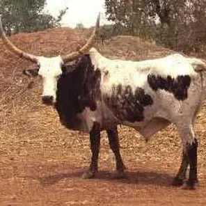 Gobra