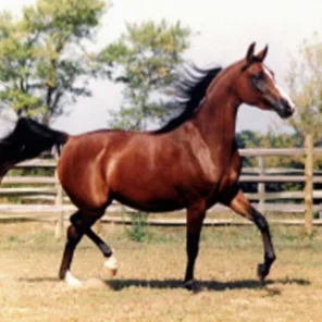 Kharifa Bey
