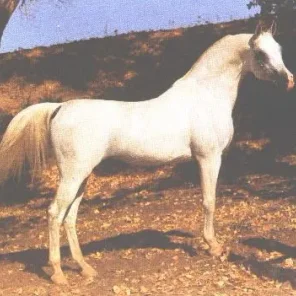 *ARAMUS