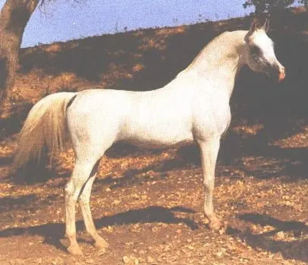 *ARAMUS