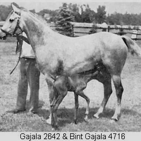 Gajala was bred to *Fadl and then to *Fadl son, Fay-el-Din, when she produced the filly Gadina (who later produced the Ferzon son, Ferdine).