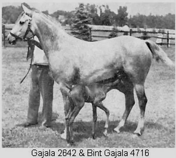 Gajala