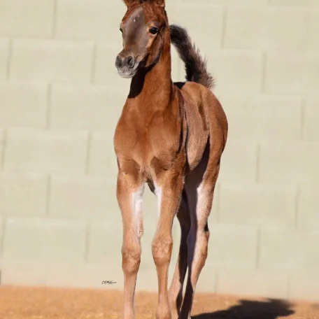 Luxemere Lavinia (Luxemere Latour x Luxemere Lavender) 