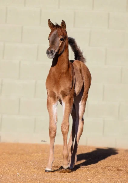 Luxemere Lavinia (Luxemere Latour x Luxemere Lavender) 